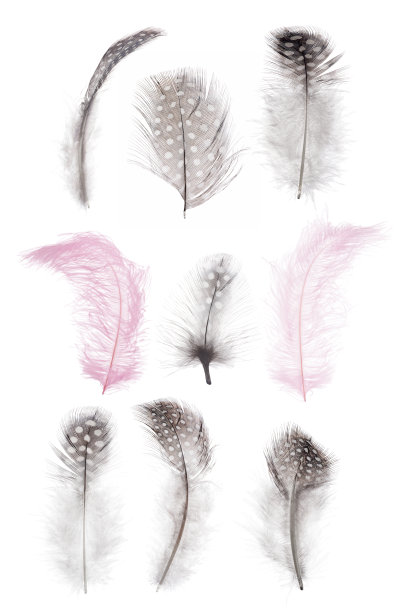 孤立9个毛茸茸的羽毛收集图片下载