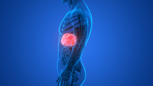 人类的肝脏解剖学图片下载