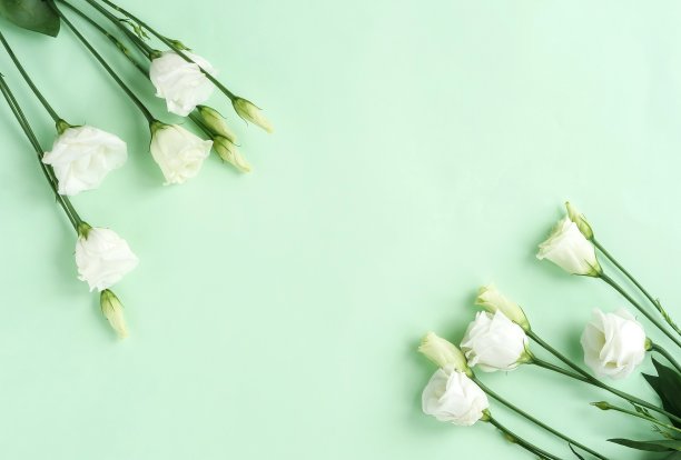 花组成的背景。春白花口竹图案上淡薄荷绿背景。前视图。本空间图片下载