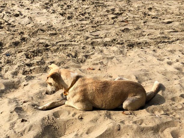 印度野生流浪狗在果阿海滩上长着金色皮毛，在当地餐馆、咖啡馆和酒吧觅食，杂种狗躺在沙滩上睡觉图片下载