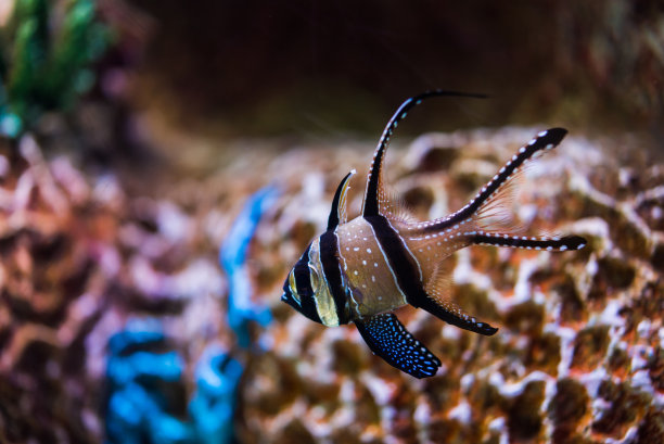 近距离的风景照片，奇异的野生动物水下多彩的鱼在海洋和海洋世界图片下载