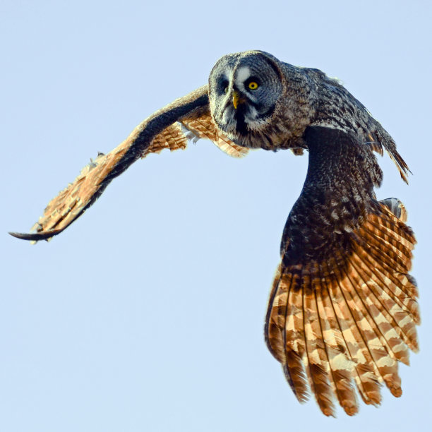 猫头鹰在飞行中图片下载