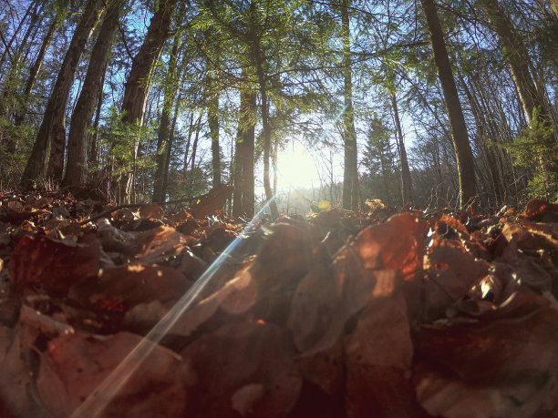 阳光照耀着森林图片下载