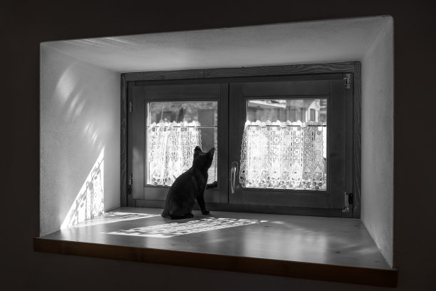 黑猫往窗外看图片下载