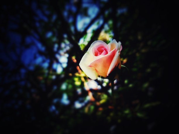 玫瑰花图片下载