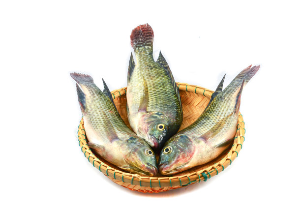 新鲜的生罗非鱼淡水篓孤立在白色背景图片下载