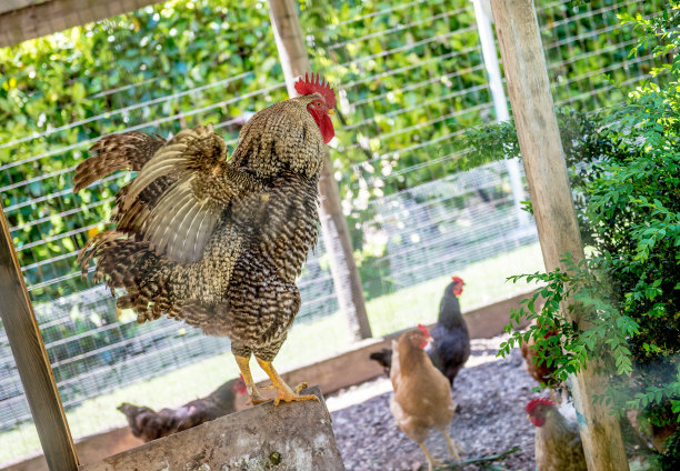 公鸡在花园图片下载