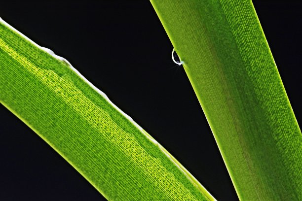 合上嫩绿的树枝。图片下载