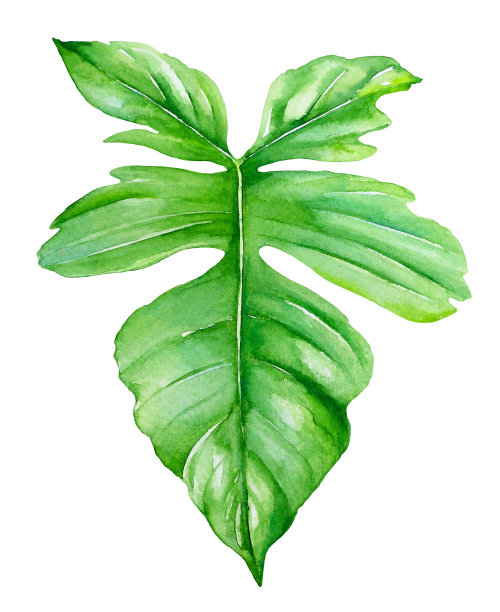 水彩插图的philodendron叶子在白色的背景图片下载