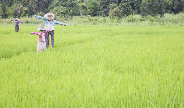 泰国稻田里的稻草人是一种诱饵或人体模型，通常是人的形状，用来在稻田里设置，阻止鸟类吃地里的庄稼。图片下载