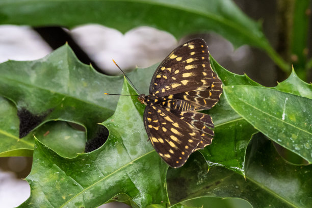 凤蝶，中央皇帝燕尾蝶在一片叶子上图片下载
