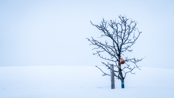 冬天光秃秃的树图片下载