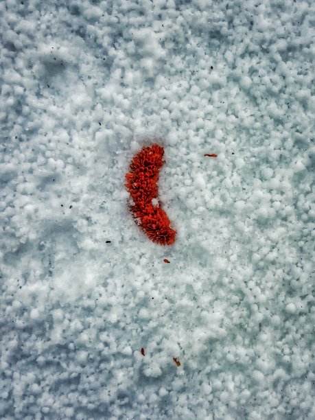 被雪覆盖的奶酪图片下载