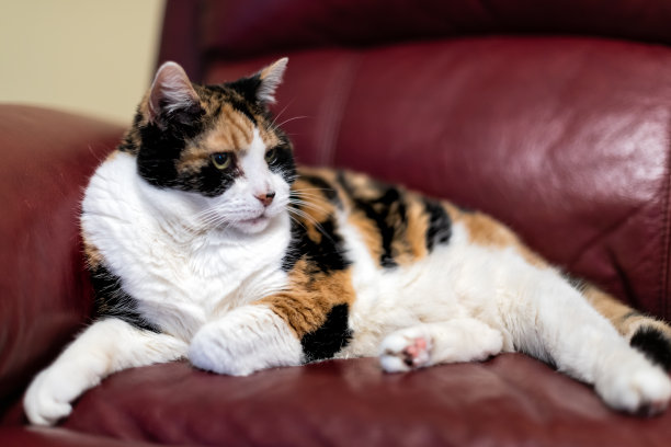 高级白花猫特写躺在客厅的红色皮沙发沙发在家里的角落看图片下载