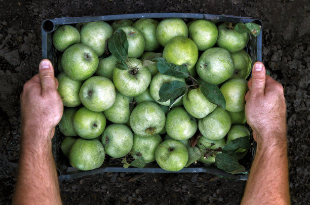男人的手拿着一个绿苹果盒子。摘呀摘苹果。概念，秋天收获苹果。图片下载