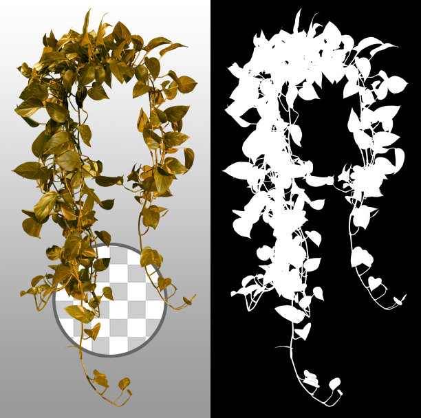 剪叶。叶子藤蔓植物孤立在一个透明的背景通过阿尔法通道非常精确。高分辨率的专业构图图片下载