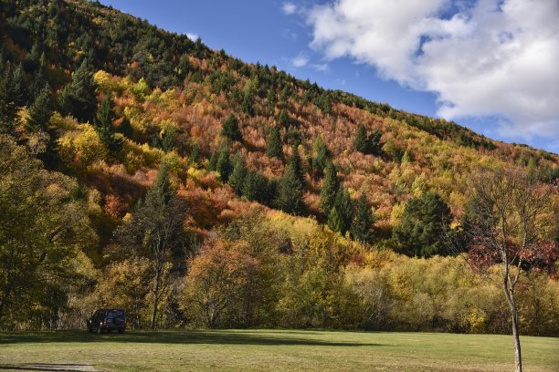 箭镇的多色树图片下载