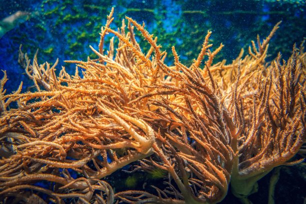 五彩缤纷的珊瑚水下图片下载