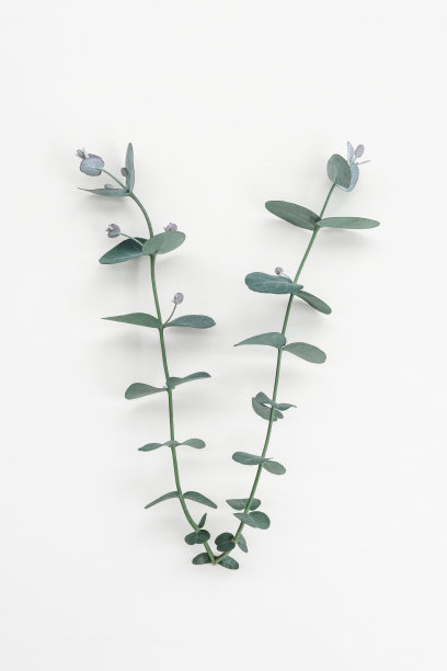 白色背景上优雅的桉树枝图片下载