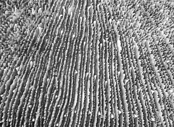 黑白抽象接近细节剃刀珊瑚形状和纹理图片下载