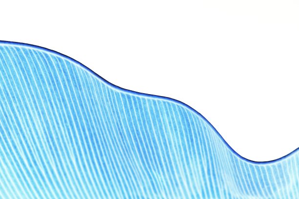 曲线干叶(负像技术)图片下载