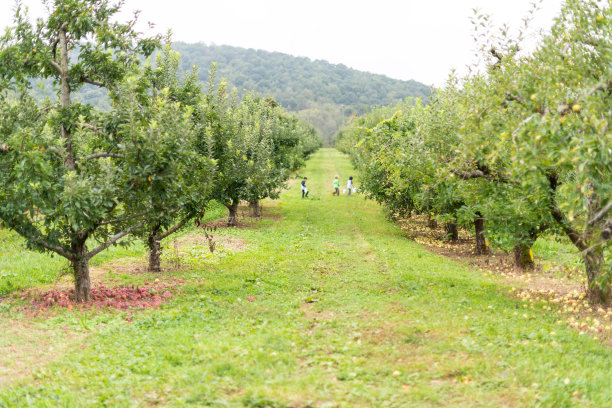 苹果园与许多树落在花园里的红色果实在秋天秋天农场农村在弗吉尼亚与绿色的草小径小巷图片下载