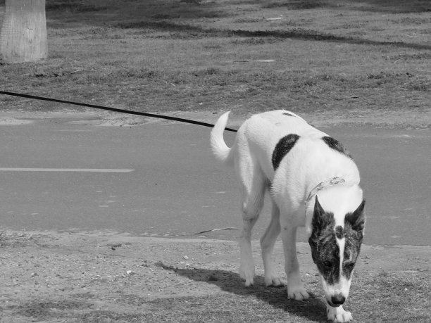 狗加州海滩图片下载