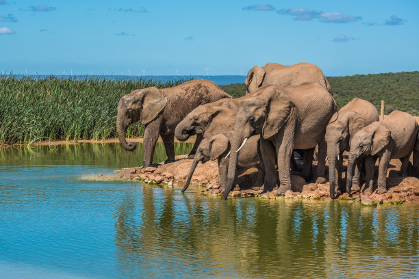 南非水坑旁的象群图片下载