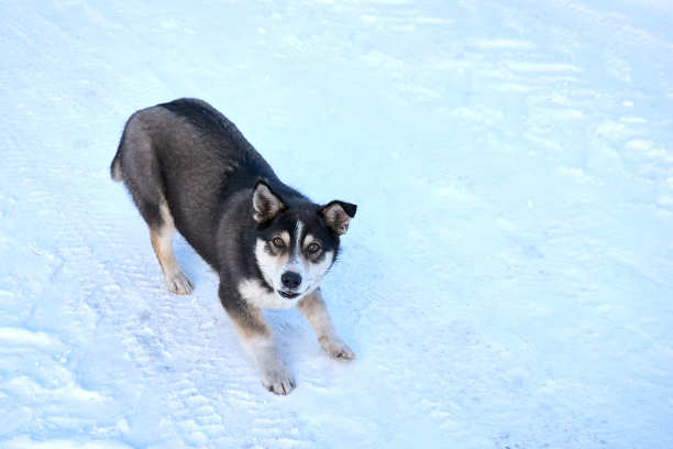 年幼的哈士奇狗玩耍和快速奔跑在户外的雪，冬季。阳光灿烂的日子图片下载