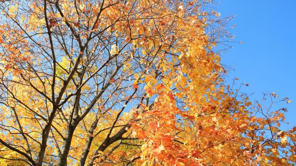 树上有黄色的叶子图片下载