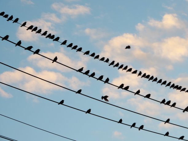 鸟儿们聚集在电线上准备举行盛大的集会图片下载