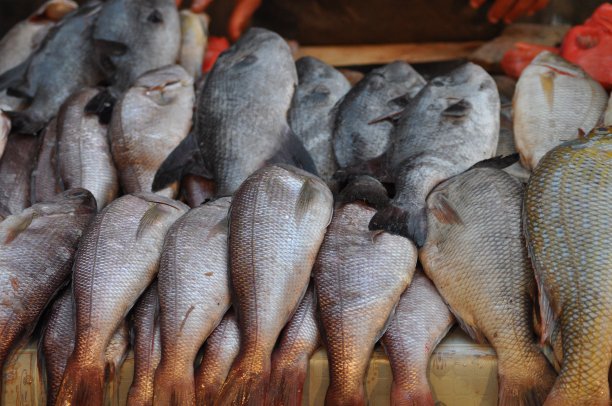 也门塔伊兹的鱼市场图片下载