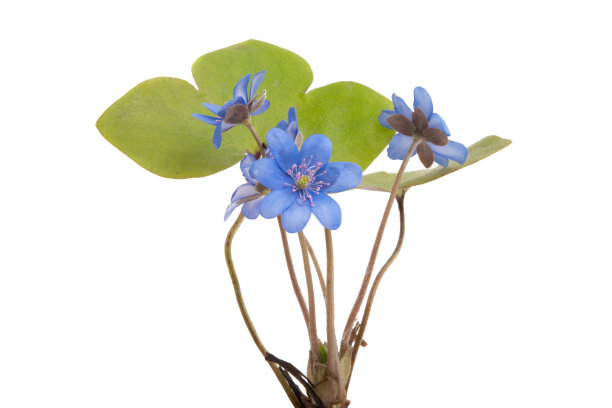 肝炎的花朵图片下载