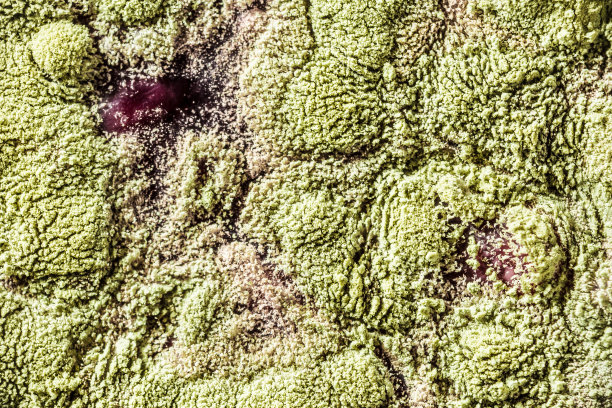 食物上的霉菌水果放大。自然的模具背景与宏，阴影的绿色模具图片下载