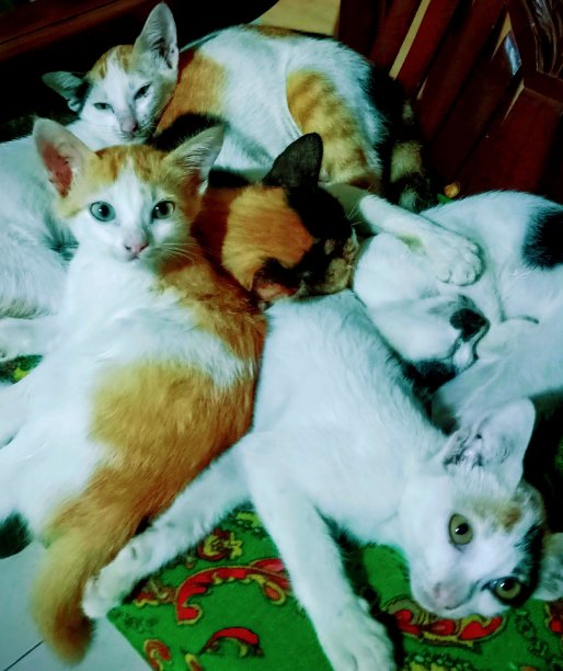 猫的小猫图片下载