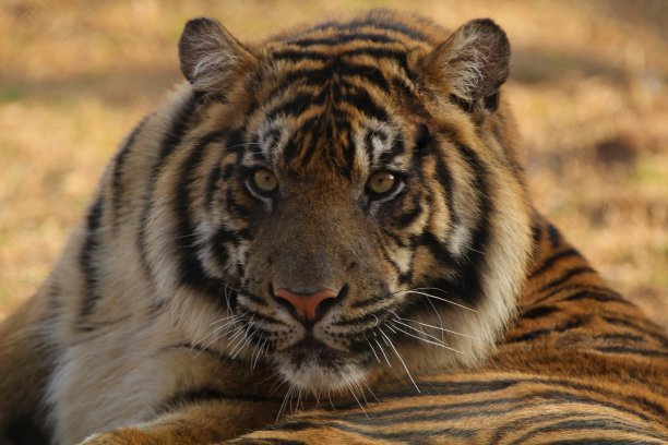 老虎的眼睛图片下载