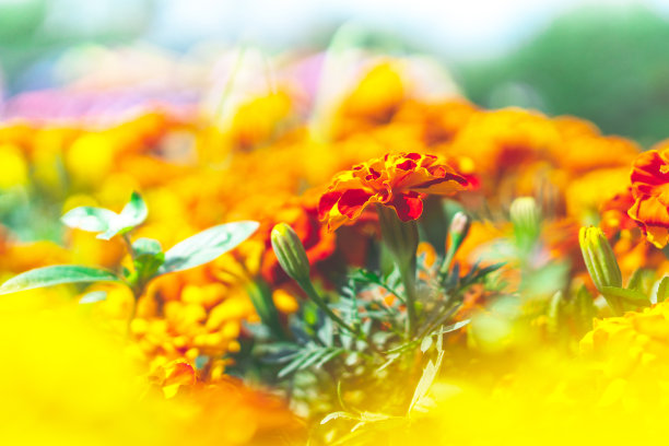 16、美丽的花园，在花园里装点。图片下载