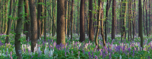 森林pnorama春天图片下载
