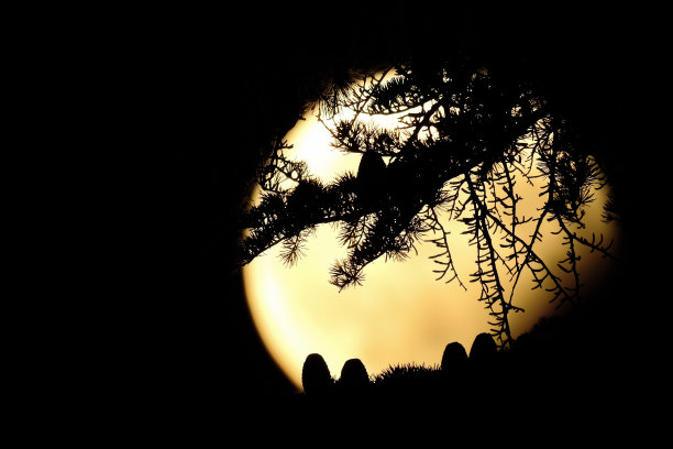 柏树的松果和松针的剪影映衬在愚蠢的月亮上图片下载