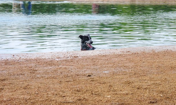 汉克在狗公园的牛狗-蓝色希勒-澳大利亚牛狗图片下载