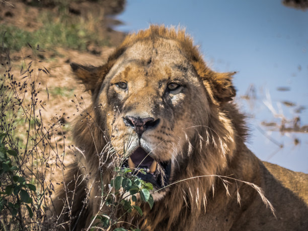一个雄性狮子的特写在黎明在大草原附近的一个水坑图片下载