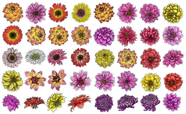大丽花的大型集合，和物种包括雏菊，菊花和百日菊。水墨花卉艺术。花头用于婚礼装饰，情人节，母亲节，销售和活动。向量。图片下载