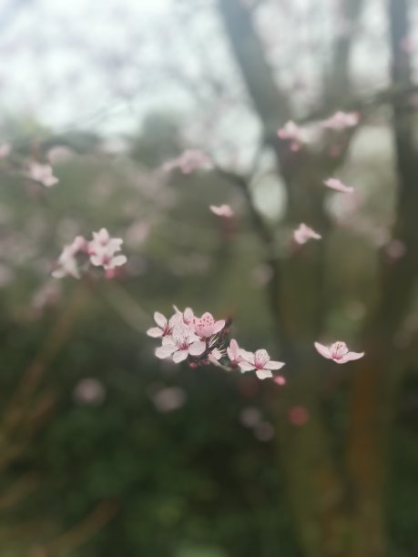 李属花图片下载