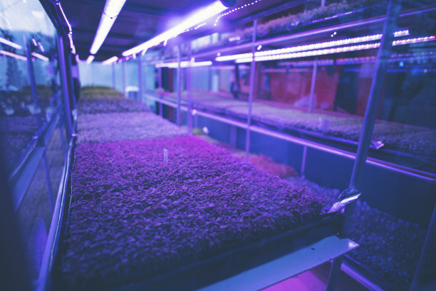 在封闭系统实验室种植幼苗图片下载