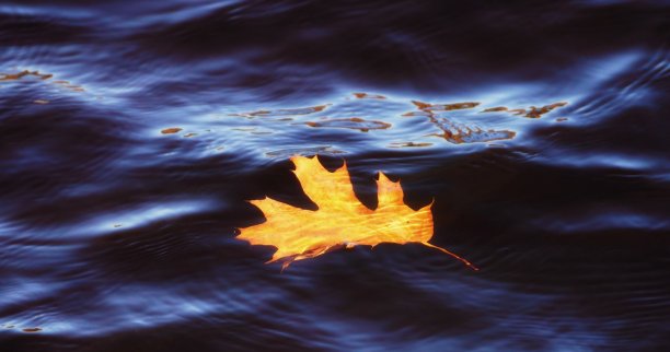 顺流而下——一片黄色的枫叶漂浮在黑暗的河水上图片下载