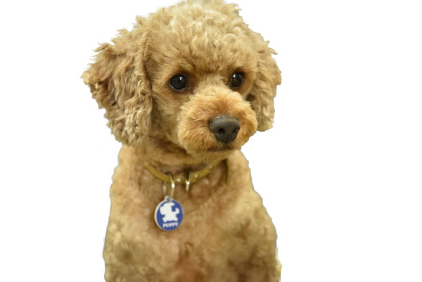 小狗贵宾犬图片下载