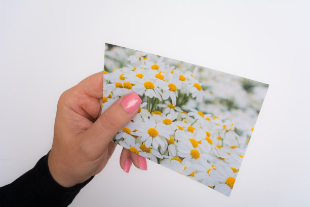 女人看着手里的雏菊图片图片下载