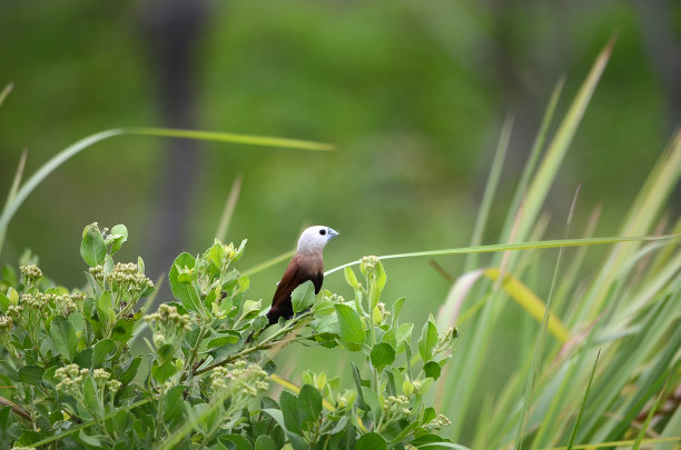 白色的麻雀的头图片下载