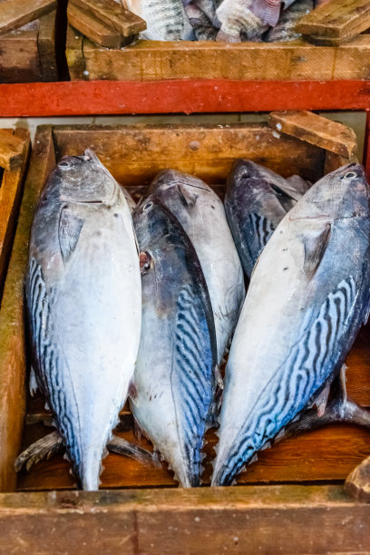 埃及赫尔格达市鱼市场金枪鱼图片下载