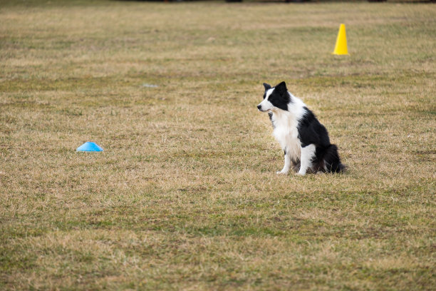 一只坐着的边境牧羊犬图片下载